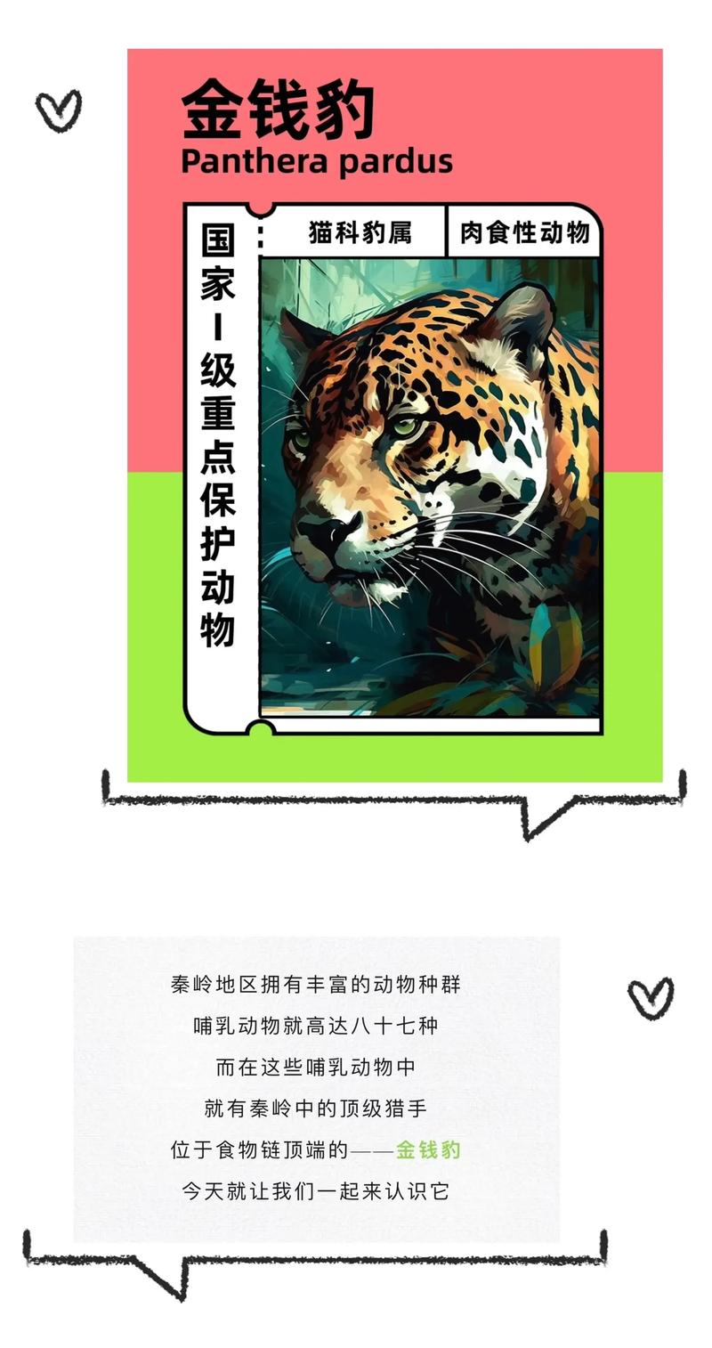 关于“金钱豹攻略”你可能想知道 关于“金钱豹攻略”你可能想知道