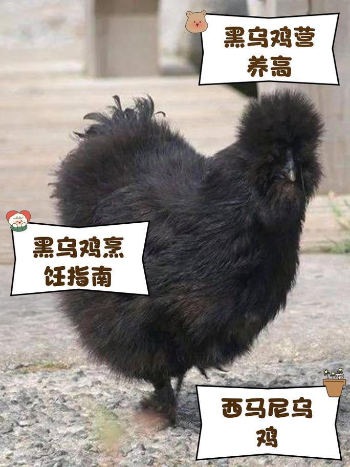 关于“乌鸡上衣选什么技能”你可能想知道 关于“乌鸡上衣选什么技能”你可能想知道