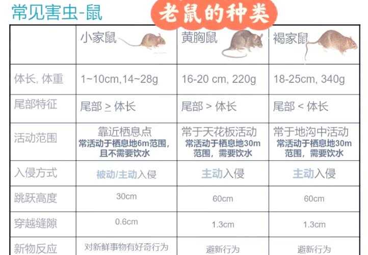 “老鼠主什么技能”了解游戏快人一步
