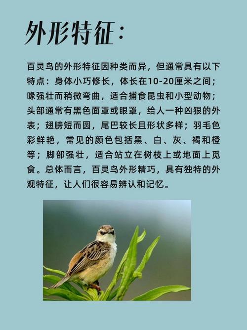 dnf云雀使用教程/云雀装备 dnf云雀使用教程/云雀装备
