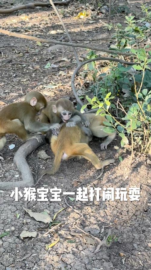 王者荣耀猴子边路教程-王者猴子如何操作