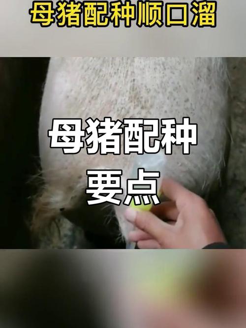 养猪场游戏攻略/养猪场游戏攻略视频 养猪场游戏攻略/养猪场游戏攻略视频