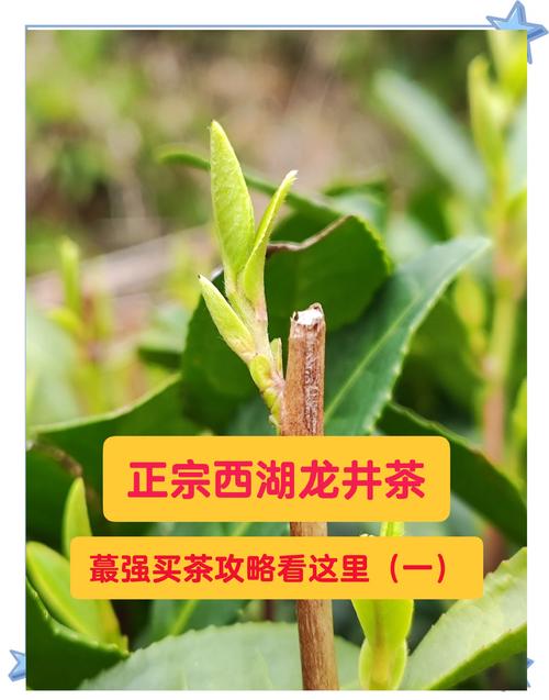 杭州买龙井茶攻略-杭州买龙井茶攻略费用