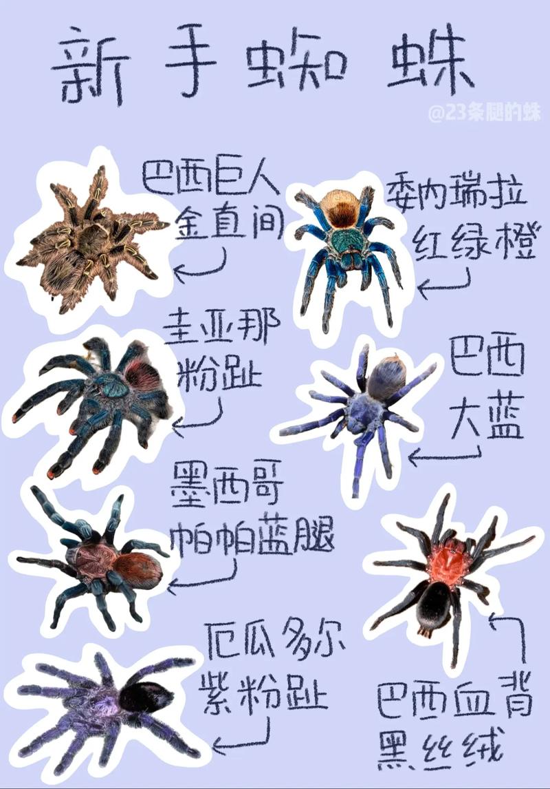 蜘蛛技能介绍，蜘蛛技能解析
